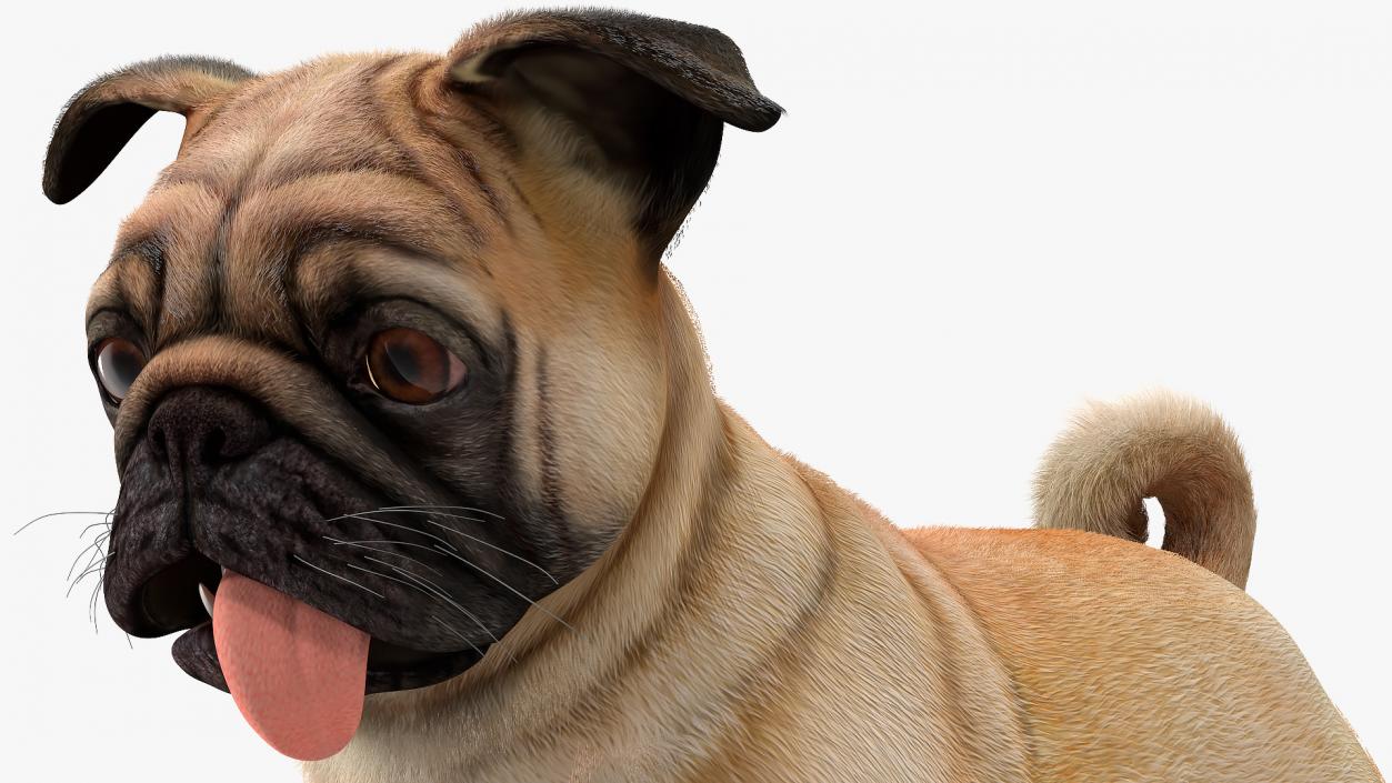 3D Pug Dog Fur Rigged model