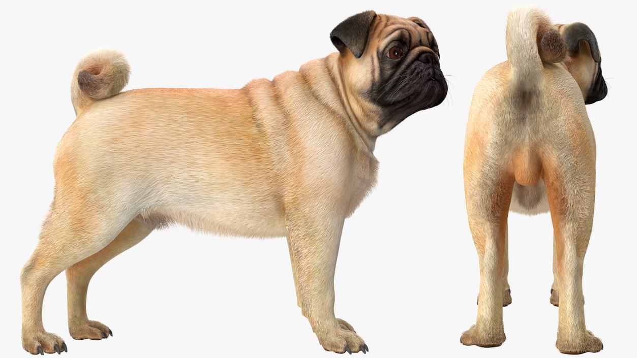 3D Pug Dog Fur Rigged model