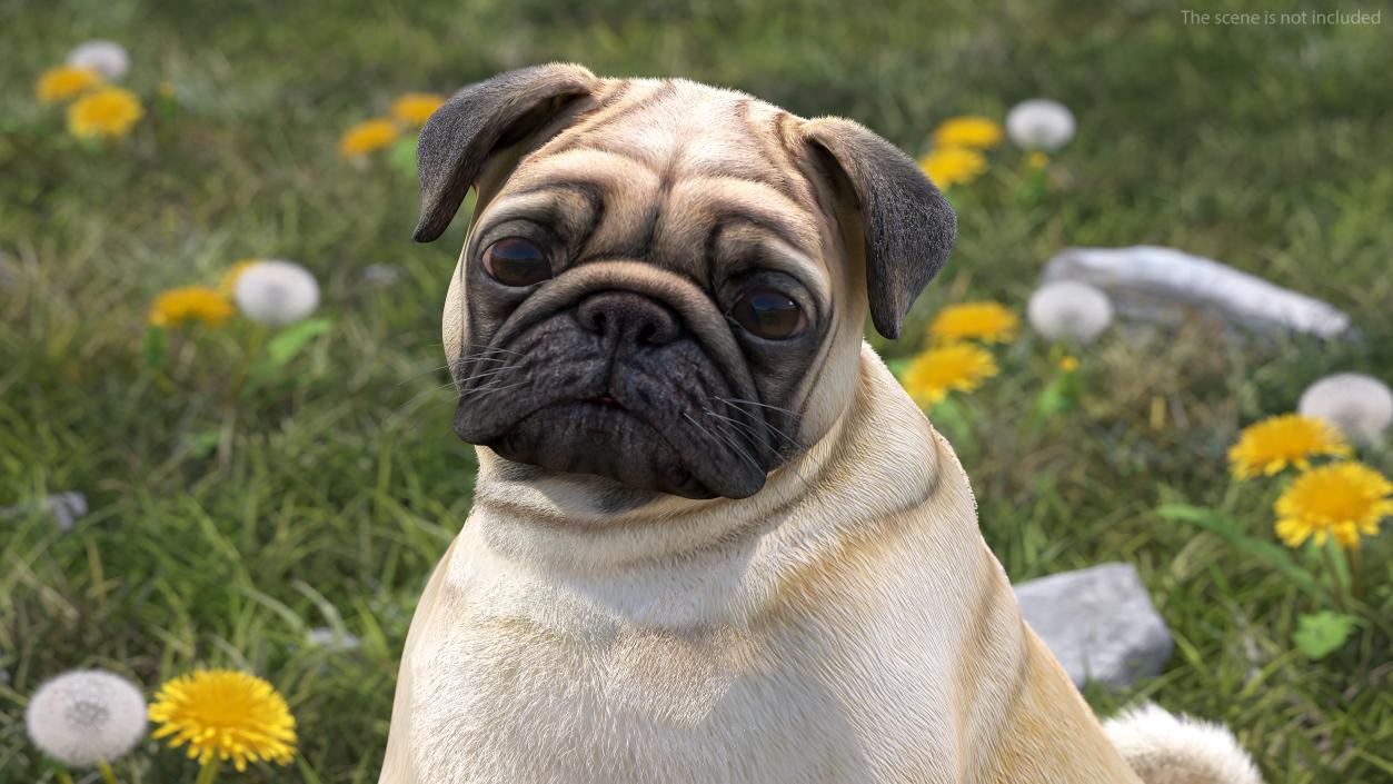 3D Pug Dog Fur Rigged model