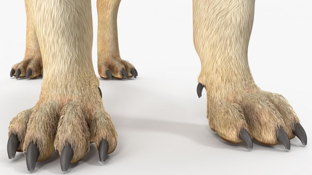 3D Pug Dog Fur Rigged model