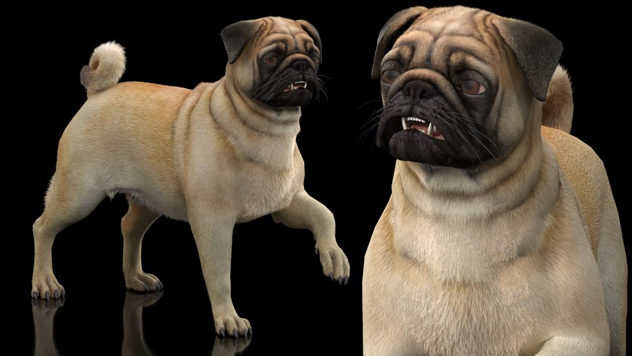 3D Pug Dog Fur Rigged model