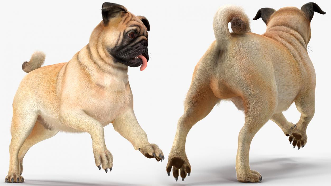 3D Pug Dog Fur Rigged model