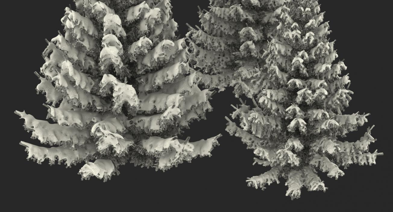 3D model Spruce in Snow Collection