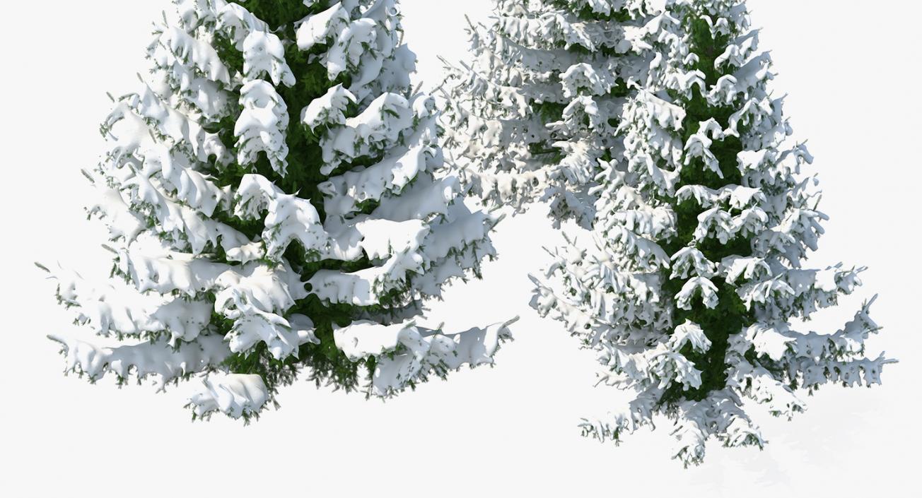 3D model Spruce in Snow Collection