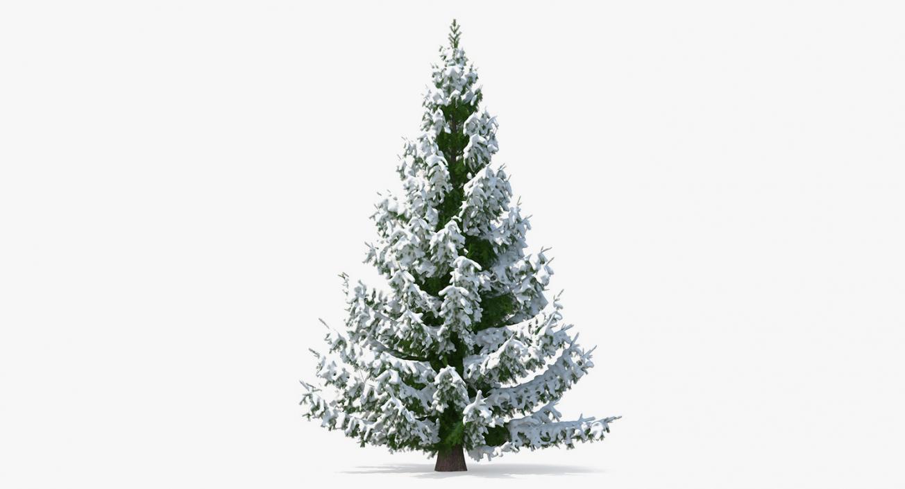 3D model Spruce in Snow Collection