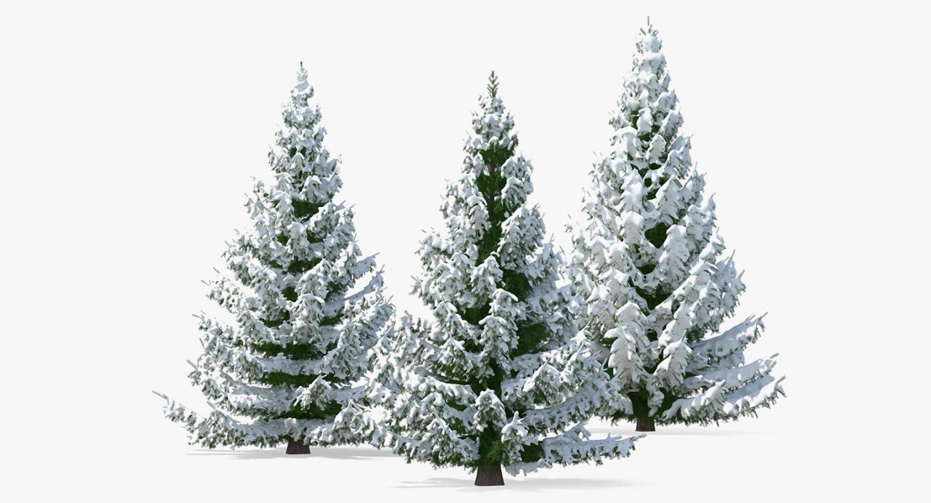 3D model Spruce in Snow Collection