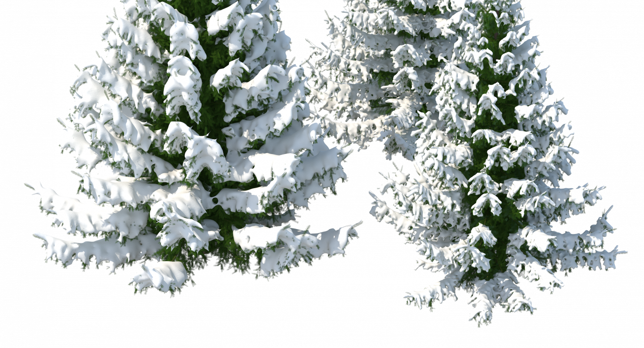 3D model Spruce in Snow Collection