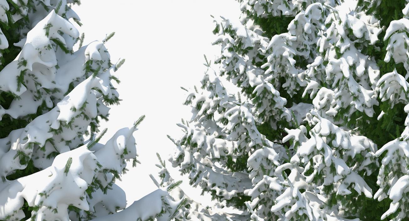 3D model Spruce in Snow Collection