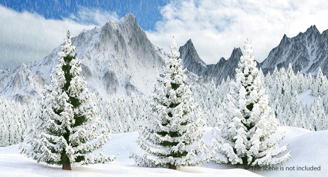 3D model Spruce in Snow Collection