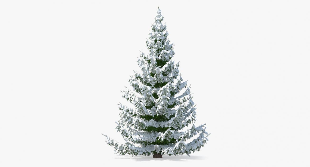 3D model Spruce in Snow Collection