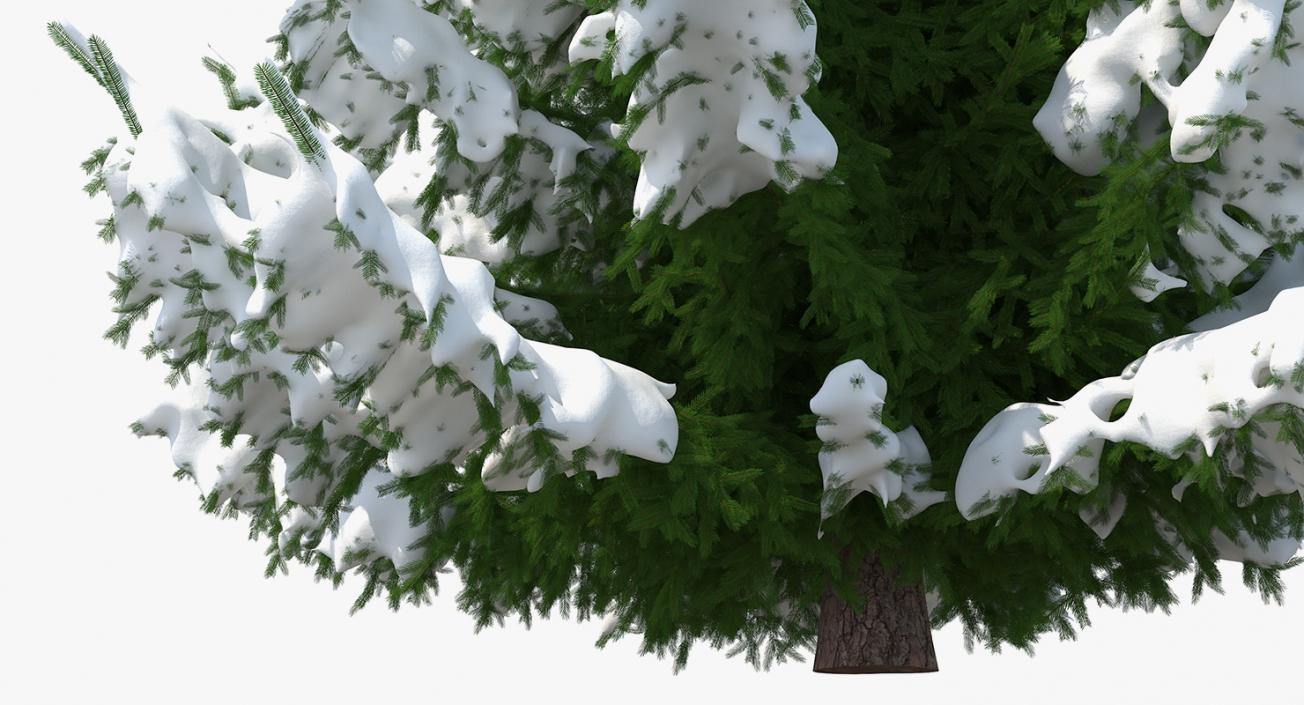 3D model Spruce in Snow Collection