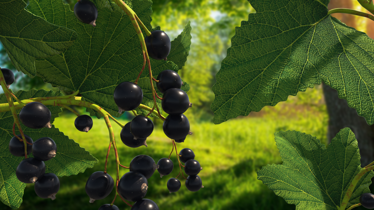 3D model Black Currant Branch