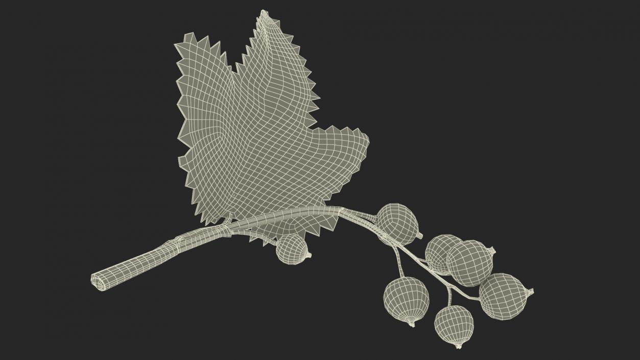 3D model Black Currant Branch