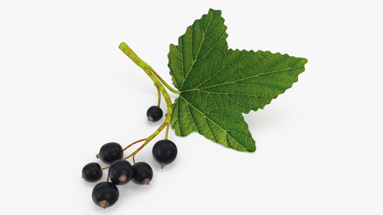 3D model Black Currant Branch