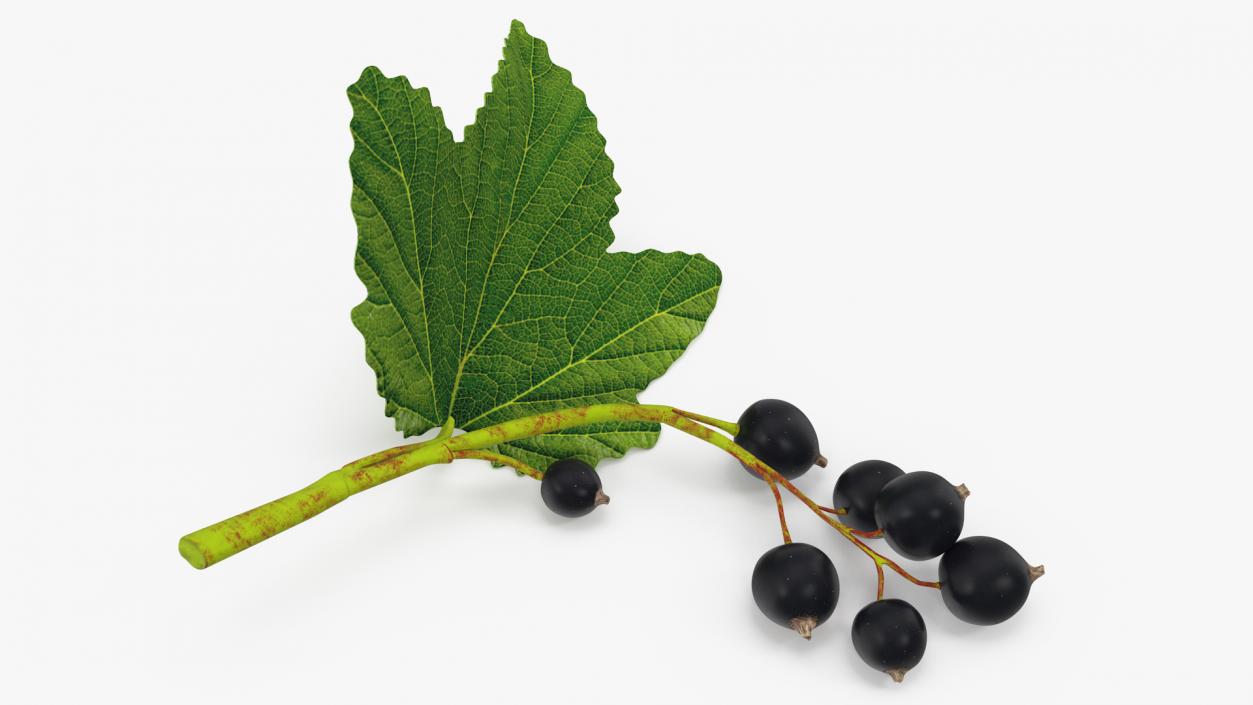 3D model Black Currant Branch