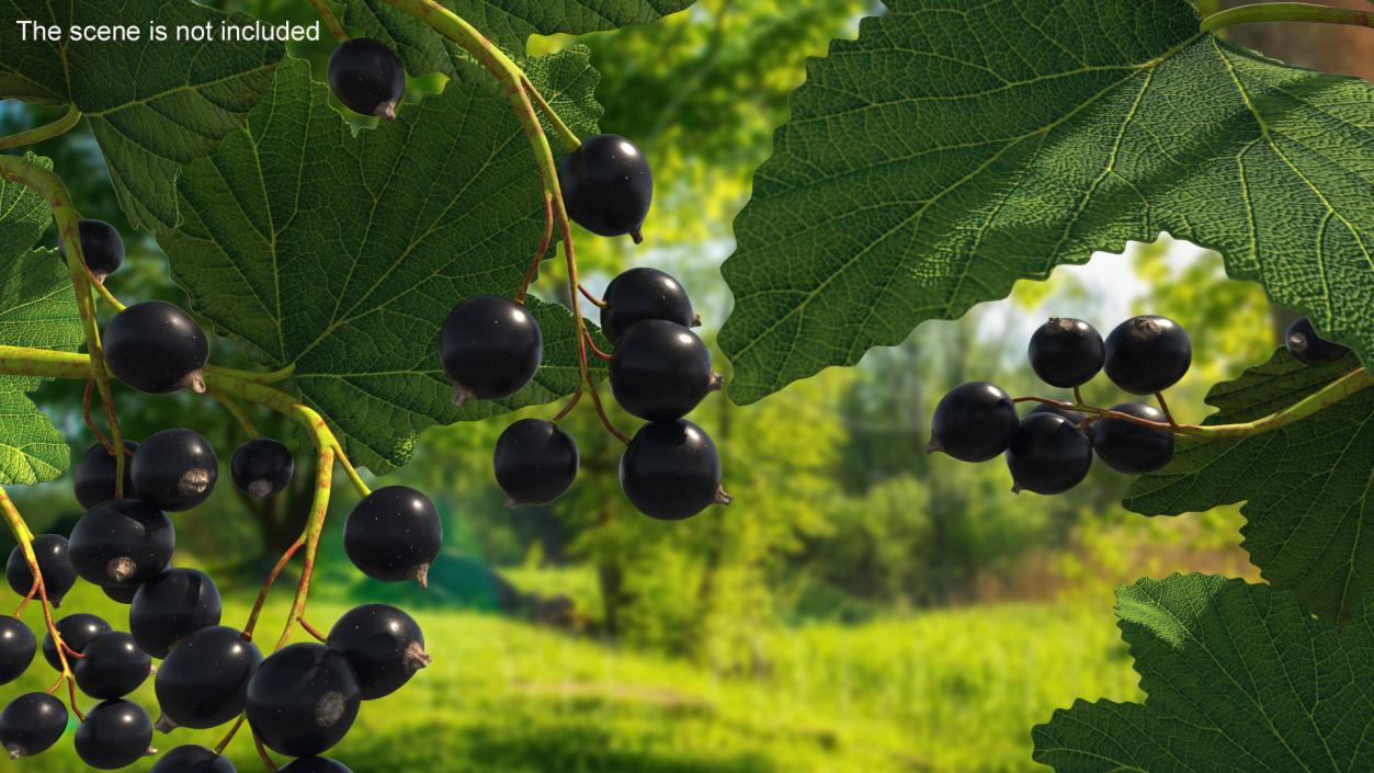 3D model Black Currant Branch