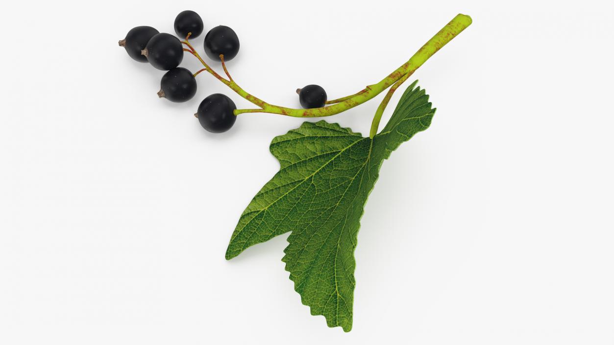 3D model Black Currant Branch