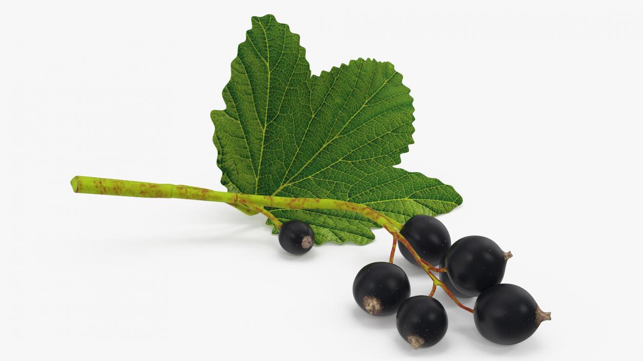 3D model Black Currant Branch