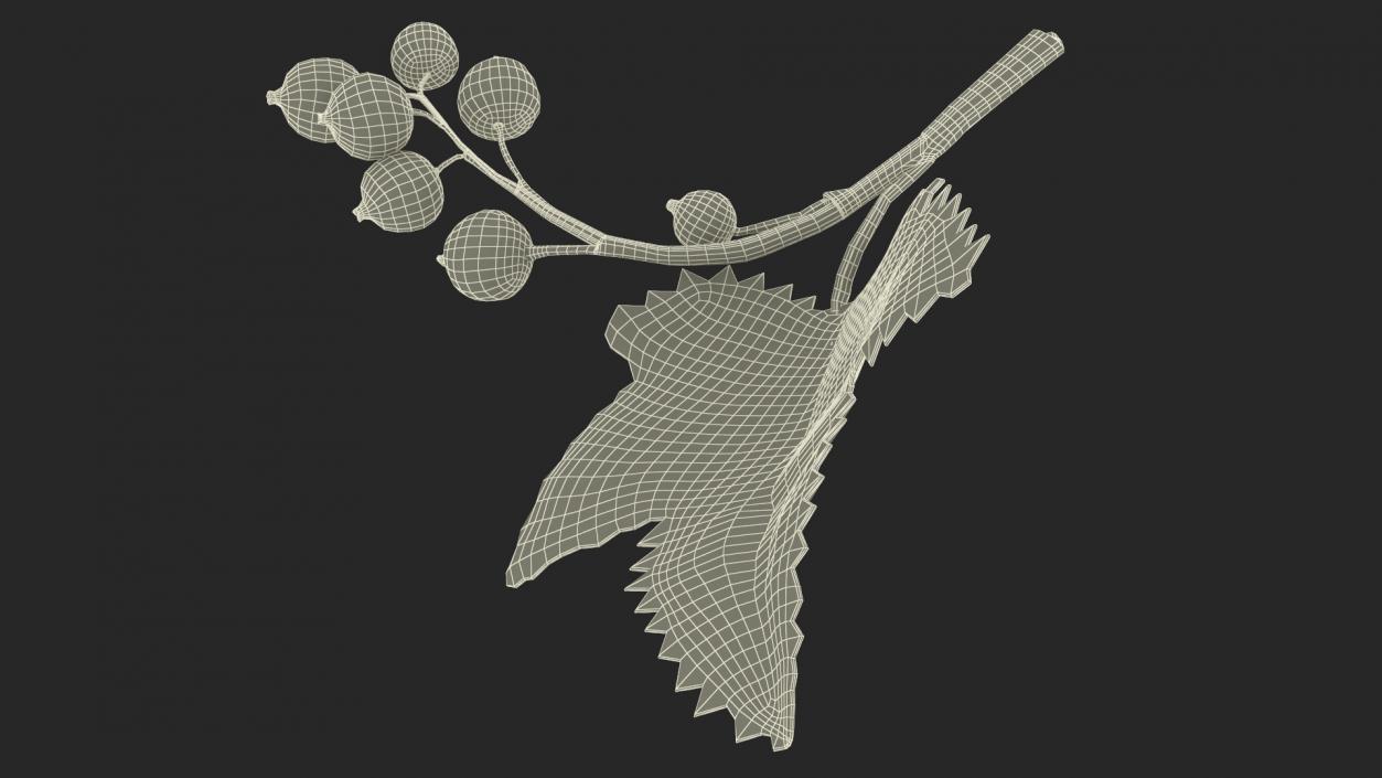 3D model Black Currant Branch