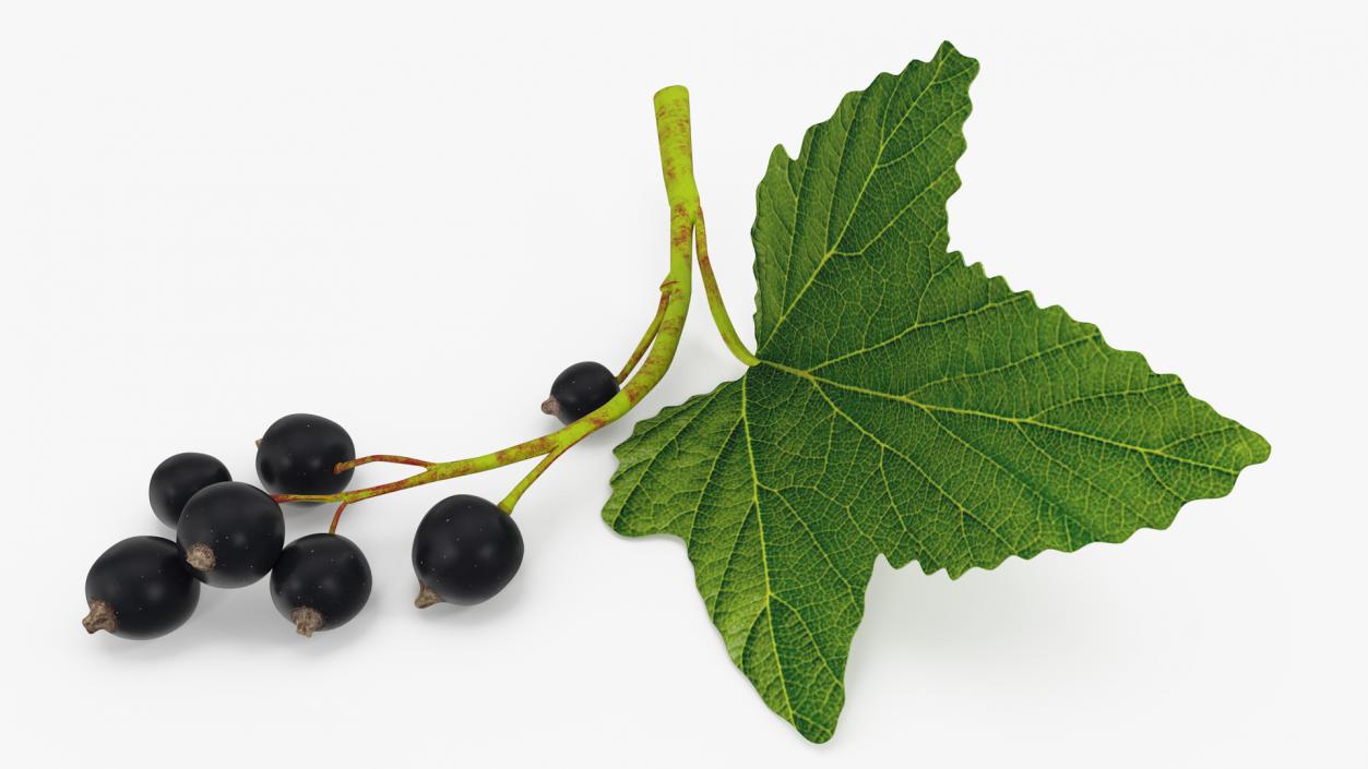 3D model Black Currant Branch