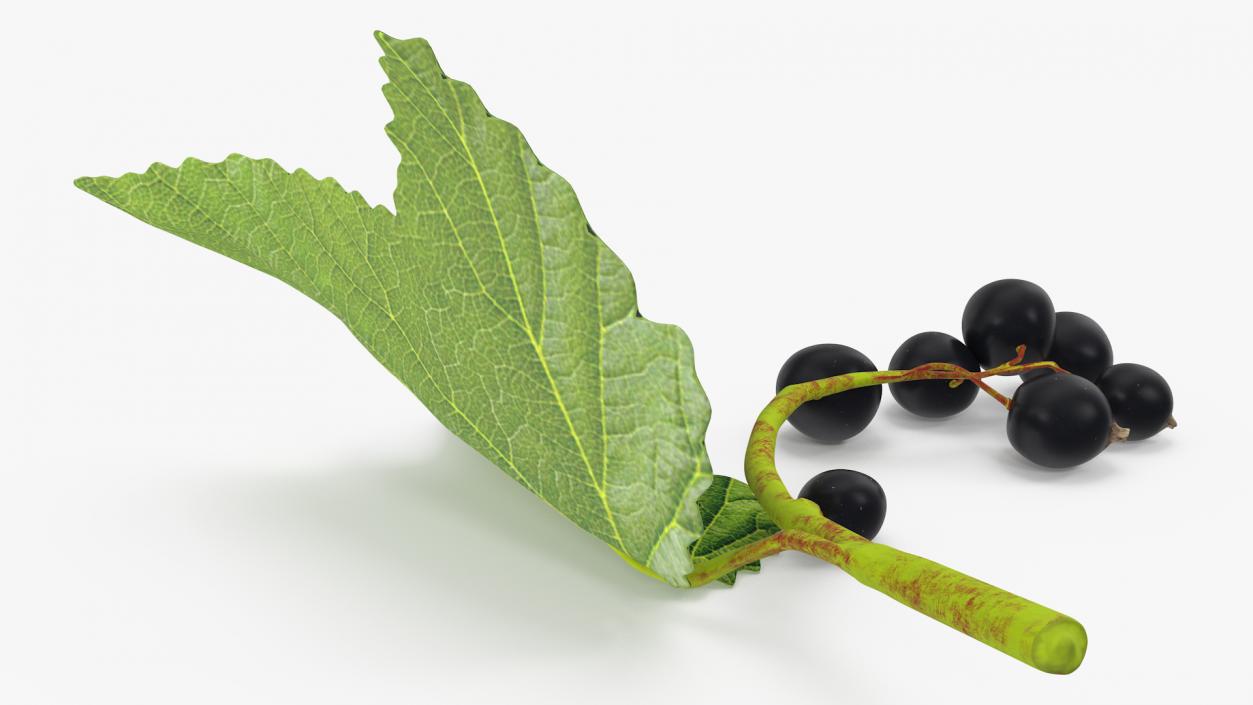 3D model Black Currant Branch