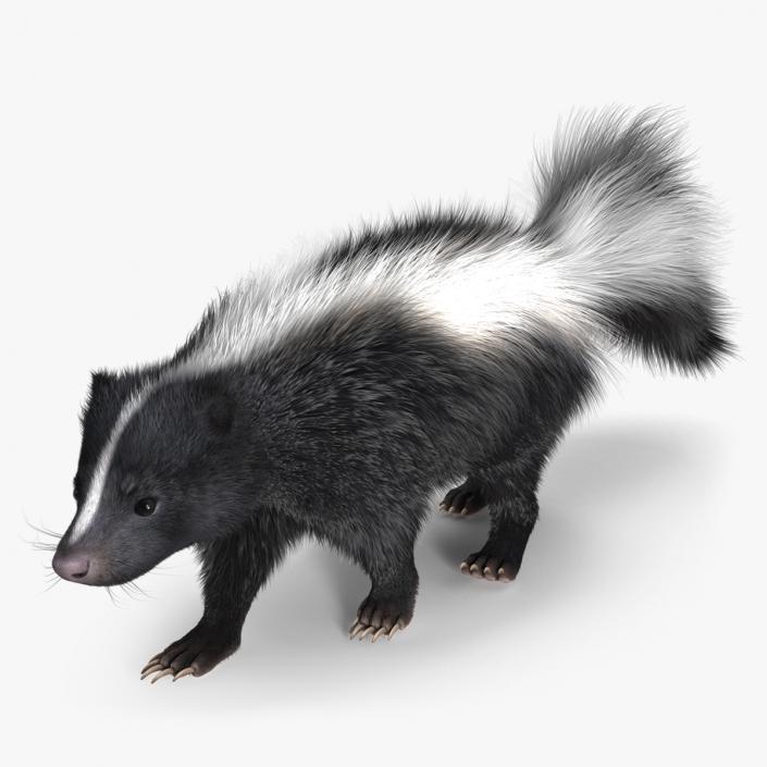 Walk Skunk Fur 3D model