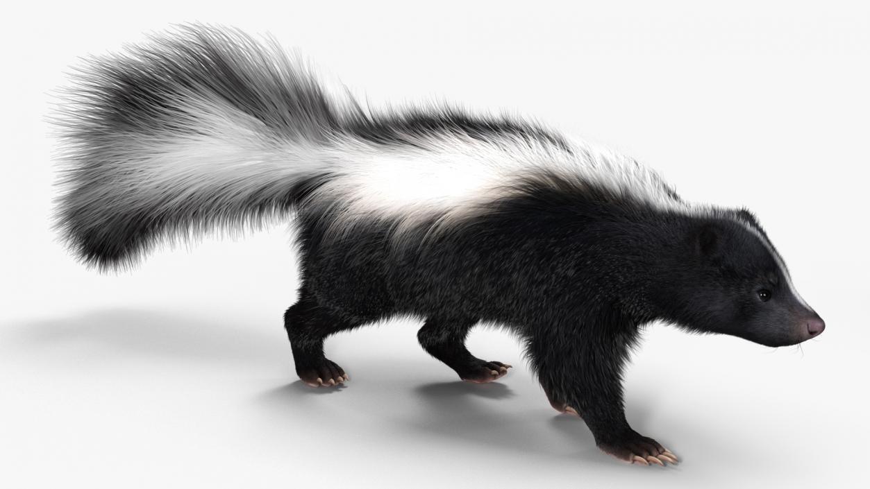 Walk Skunk Fur 3D model