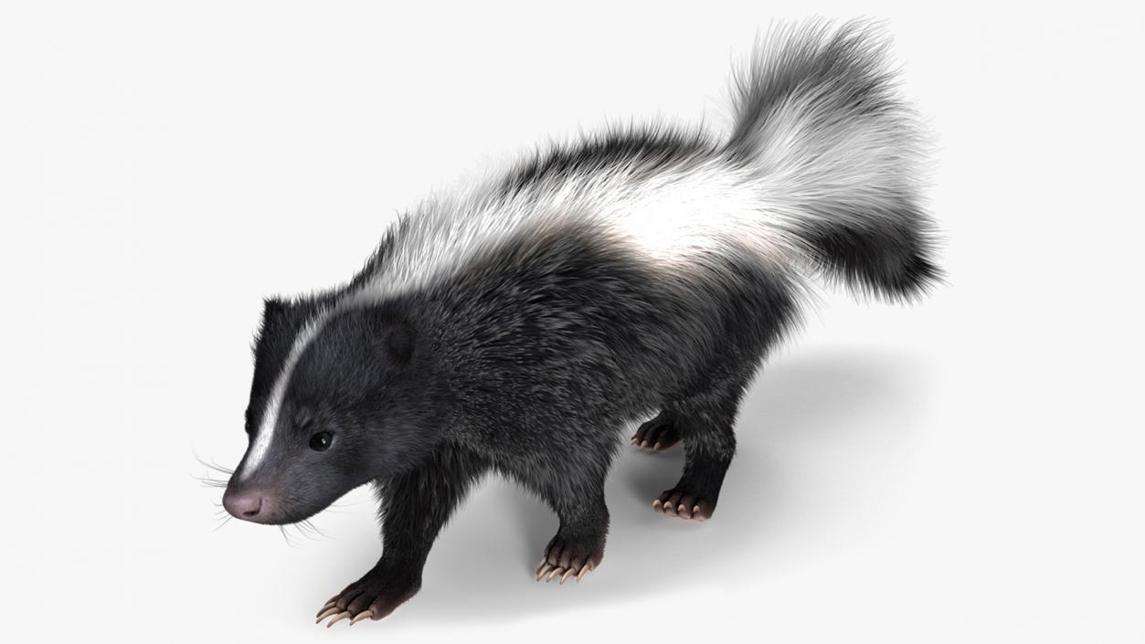 Walk Skunk Fur 3D model