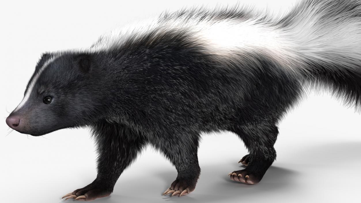 Walk Skunk Fur 3D model