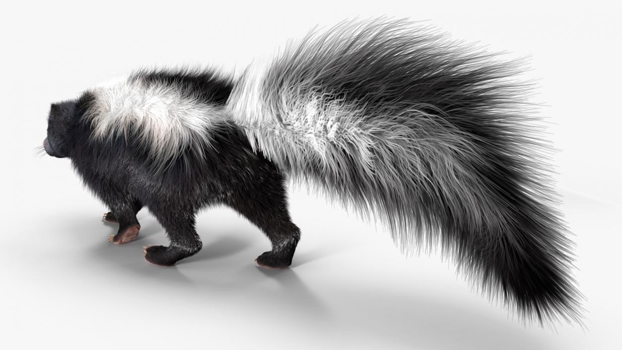 Walk Skunk Fur 3D model