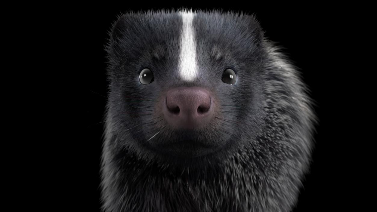 Walk Skunk Fur 3D model