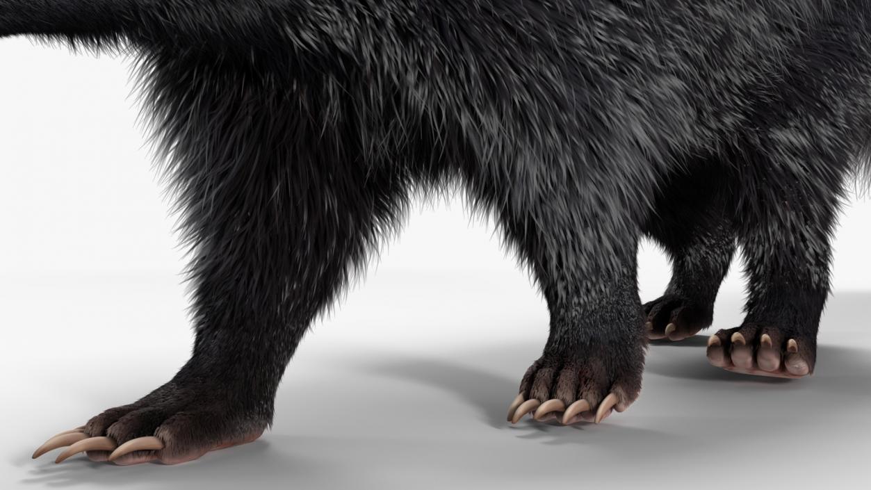 Walk Skunk Fur 3D model