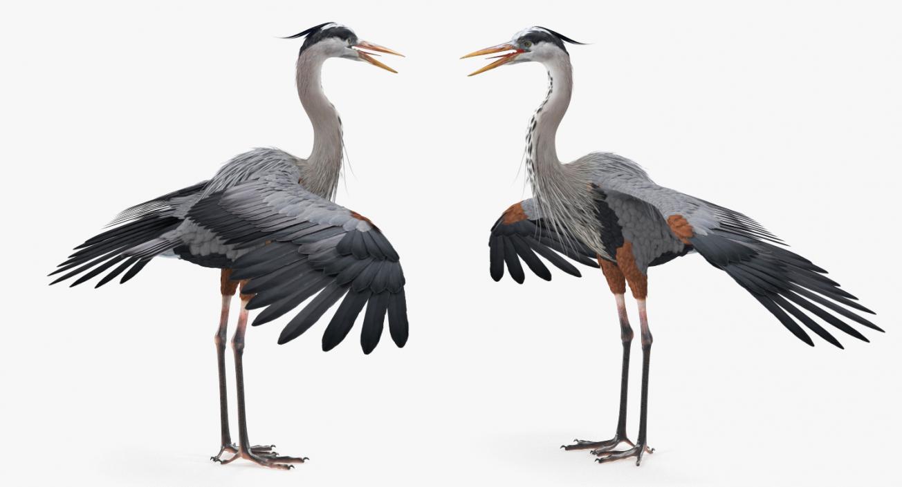 3D Great Blue Heron