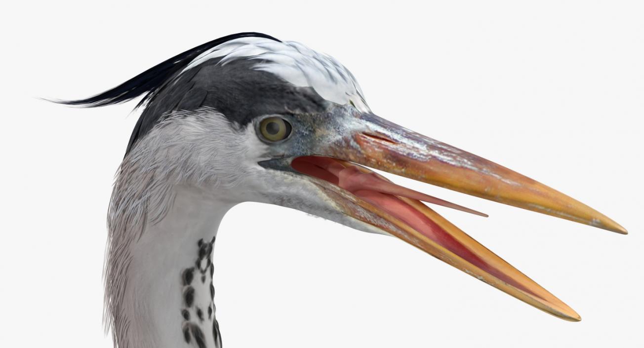 3D Great Blue Heron