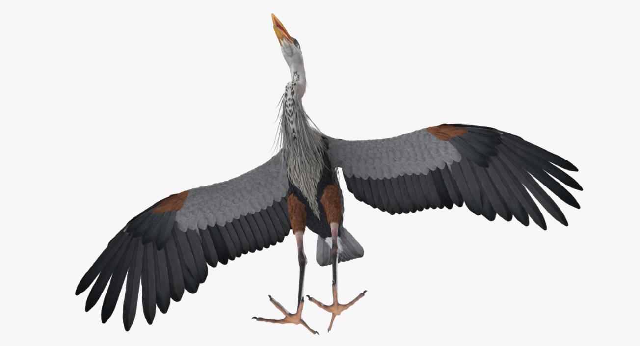 3D Great Blue Heron