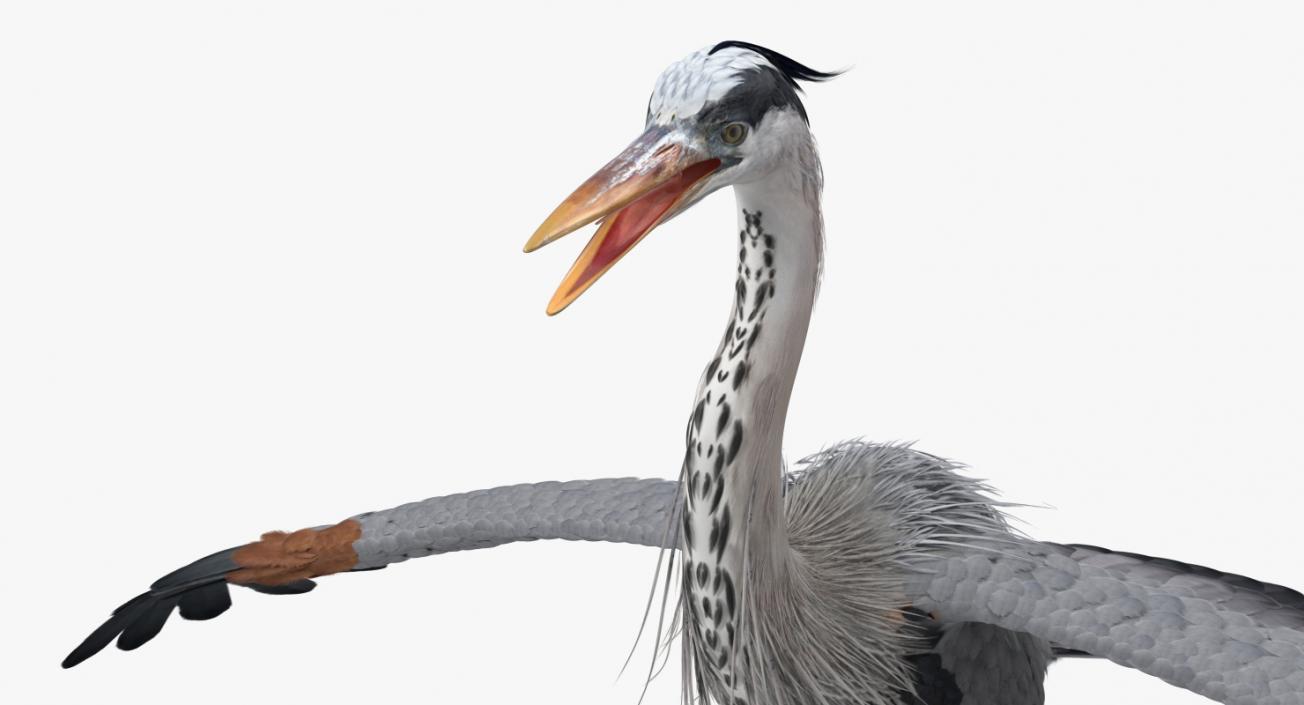 3D Great Blue Heron