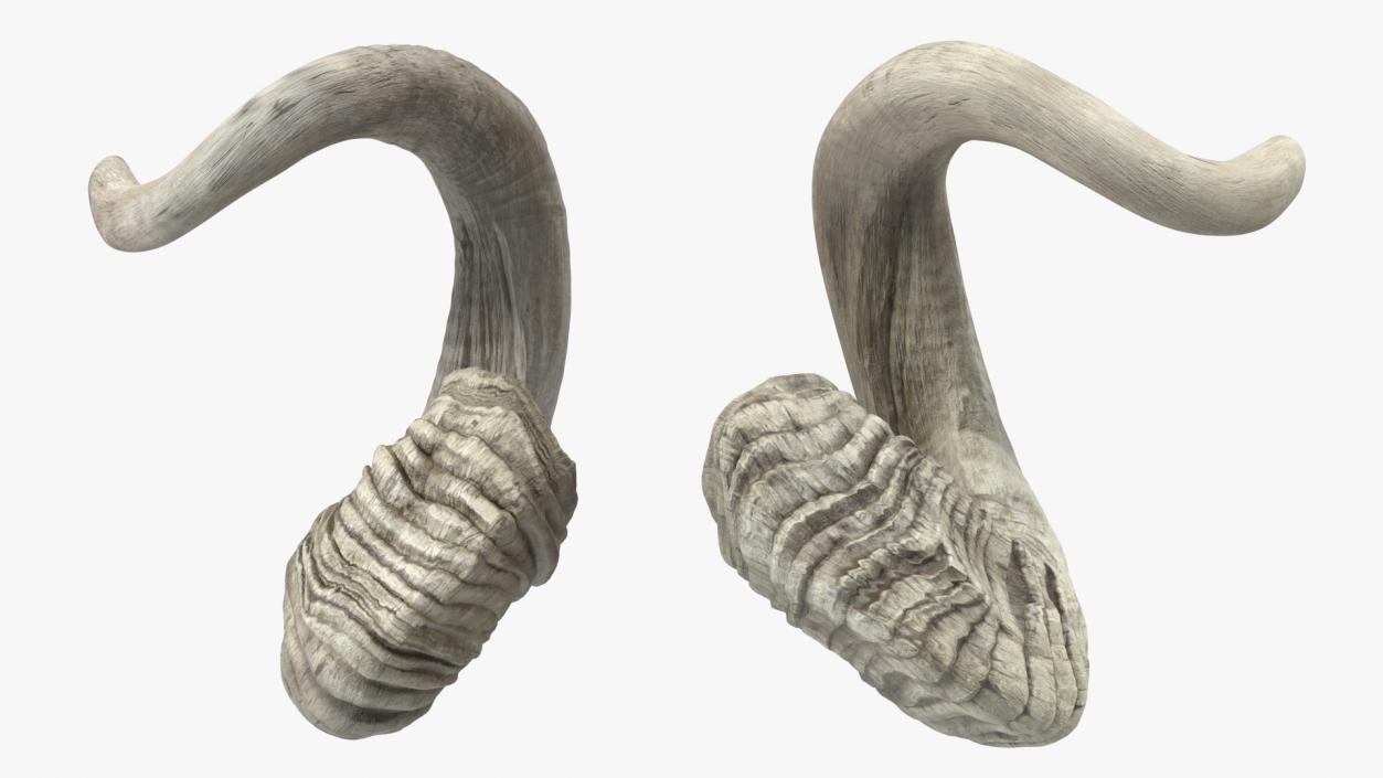 3D Old Ram Horns model