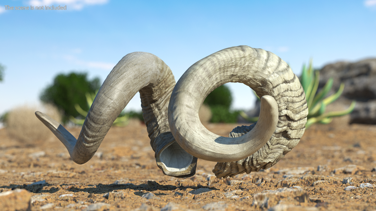 3D Old Ram Horns model