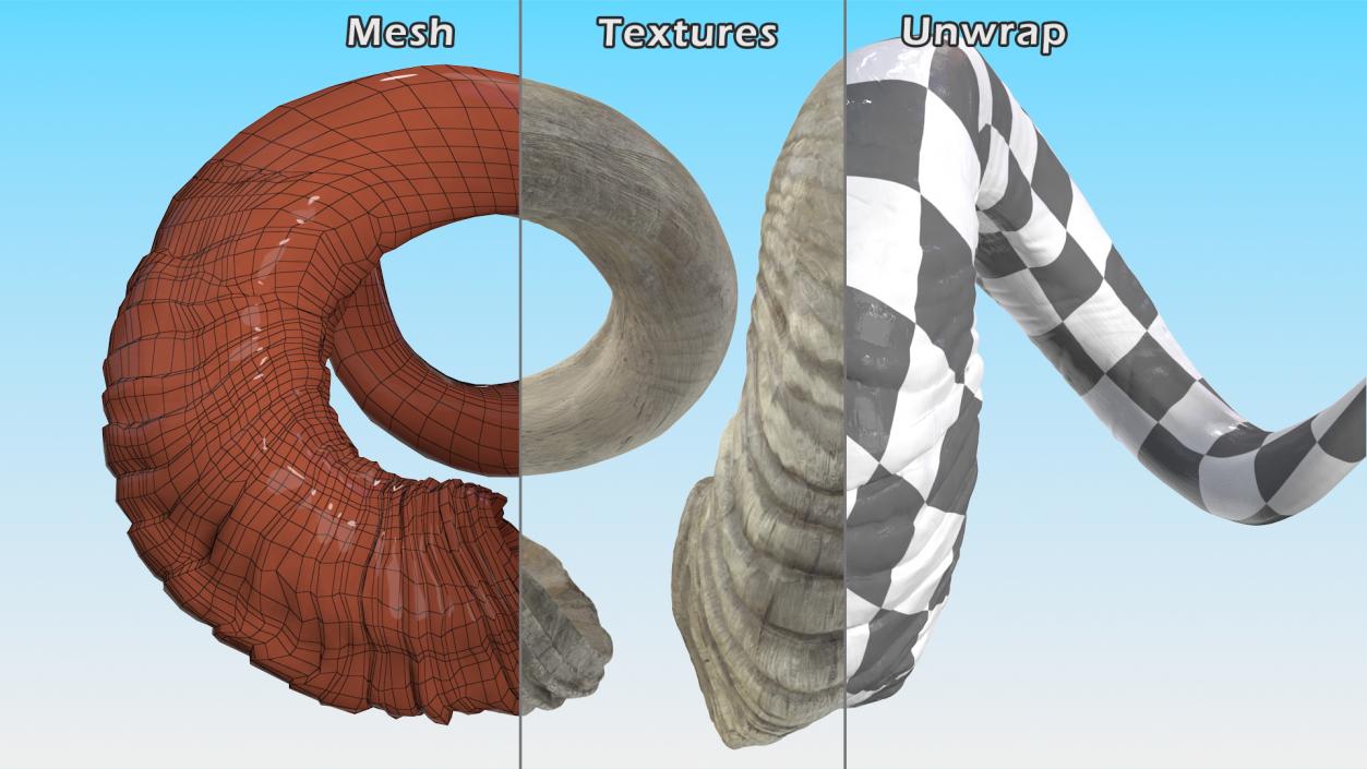 3D Old Ram Horns model