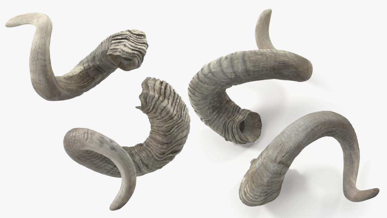 3D Old Ram Horns model