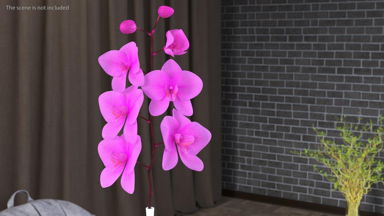 Pink Orchid Stem in Tall Vase 3D model