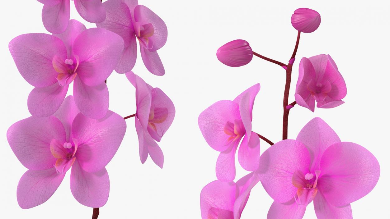 Pink Orchid Stem in Tall Vase 3D model