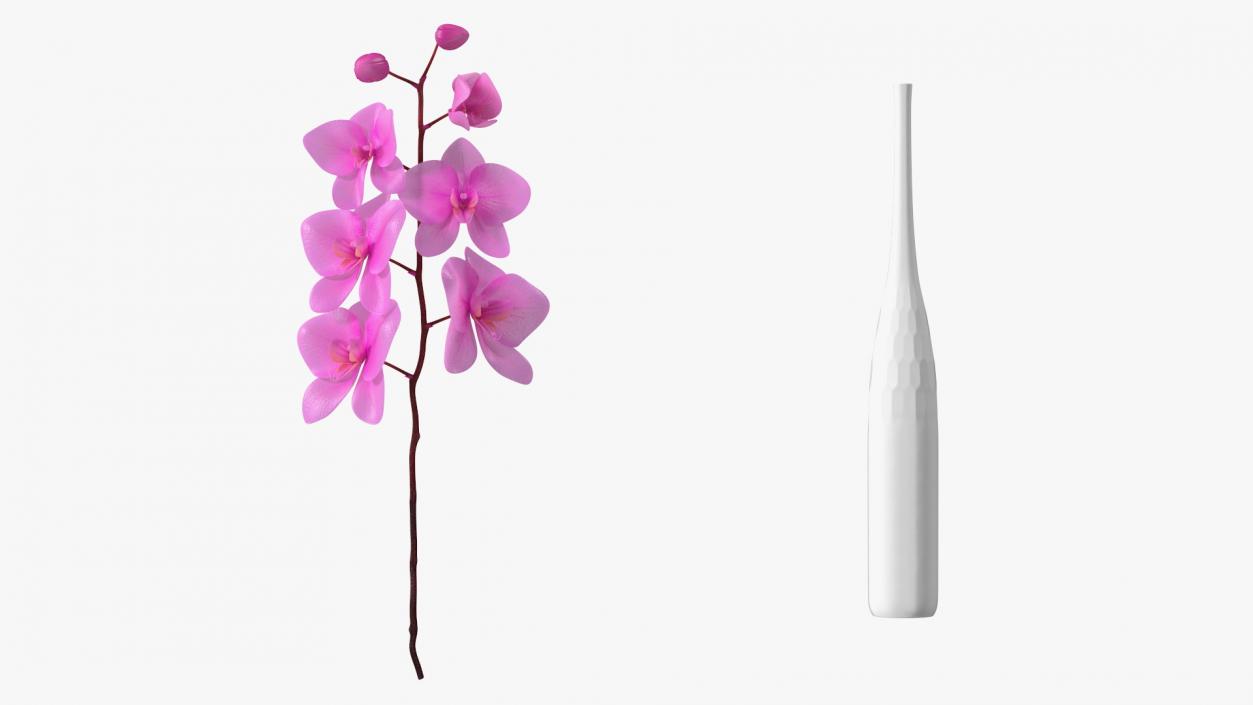 Pink Orchid Stem in Tall Vase 3D model