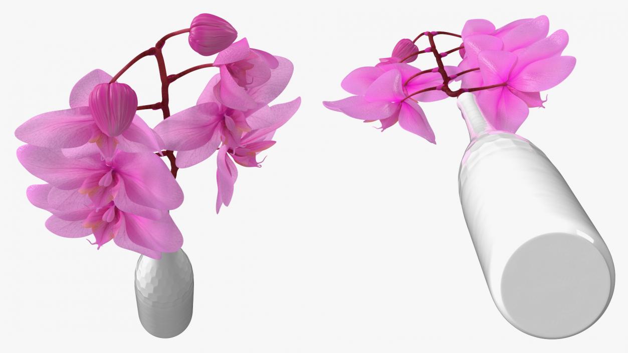 Pink Orchid Stem in Tall Vase 3D model