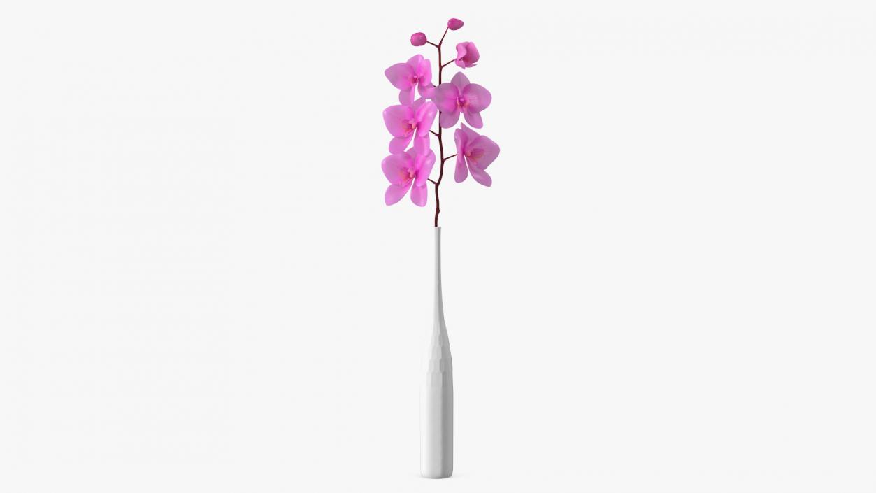 Pink Orchid Stem in Tall Vase 3D model