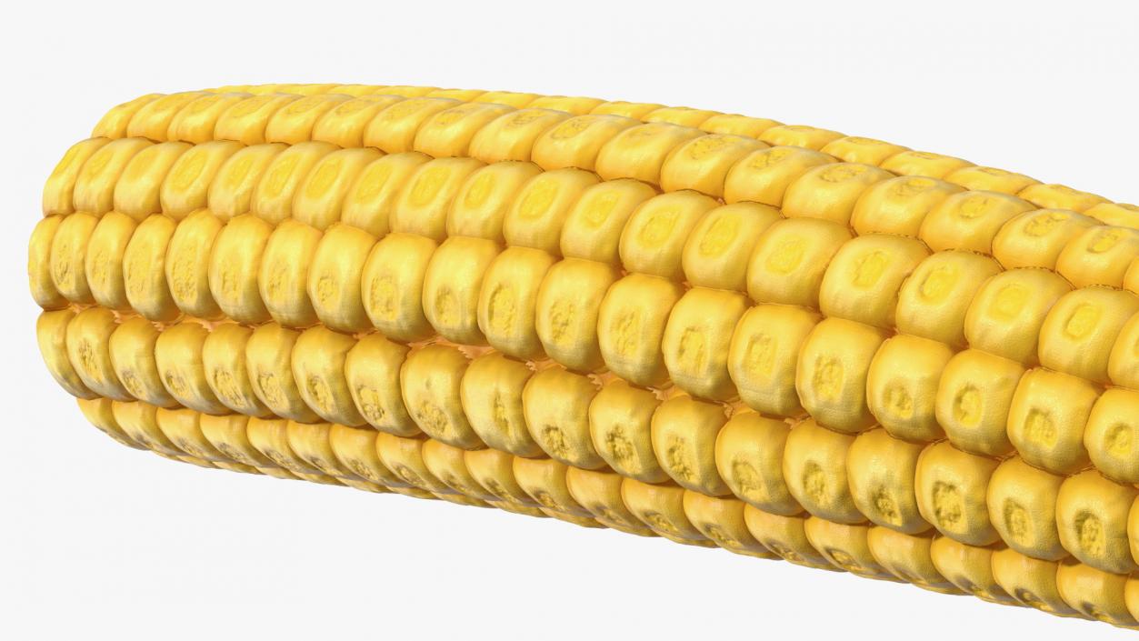 Baby Corn 3D model