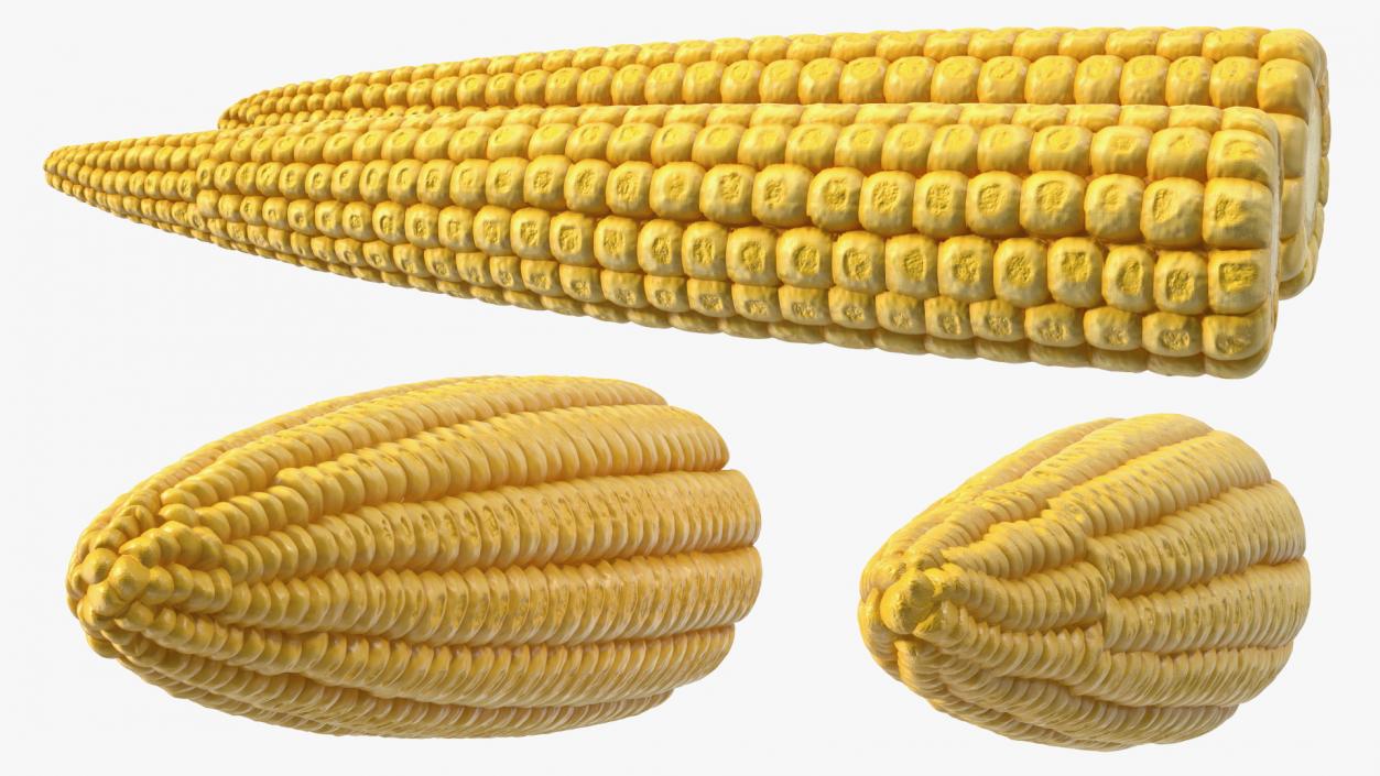 Baby Corn 3D model