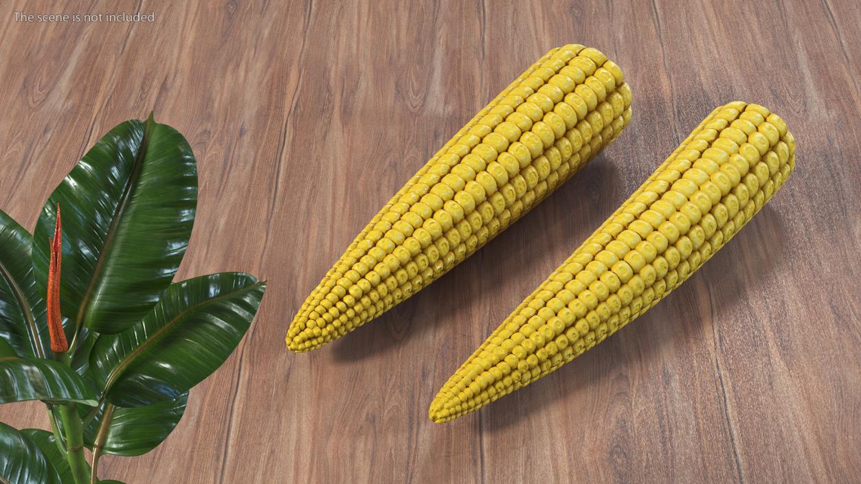 Baby Corn 3D model