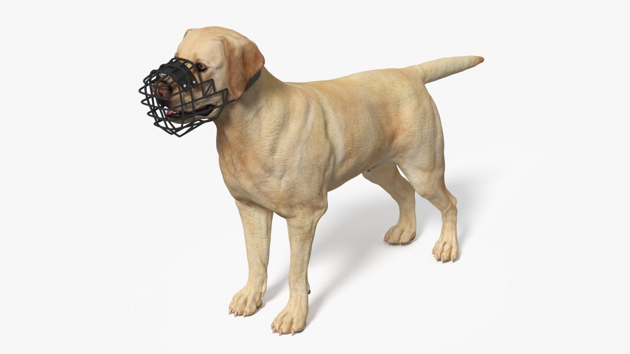 3D model Labrador Dog White with Muzzle