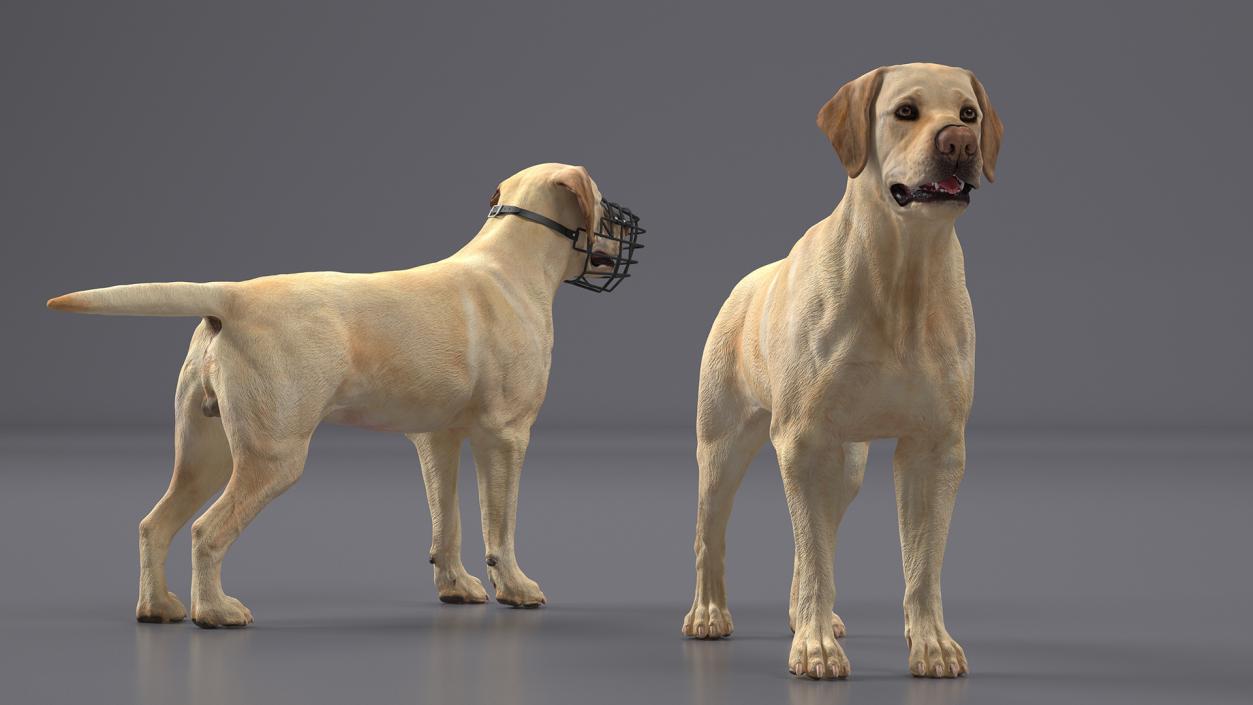 3D model Labrador Dog White with Muzzle